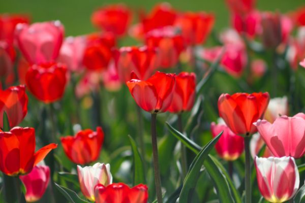 ambiente - tulipani